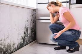 Professional Mold Inspection in Navasota, TX